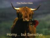 The-perfect-man