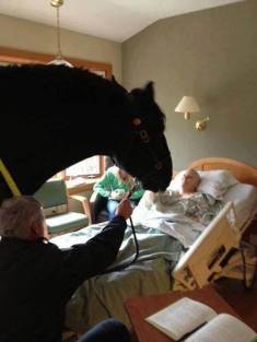 LOTL Rescue wrote Hospital allows a dying policeman to have a final visit from his beloved horse.