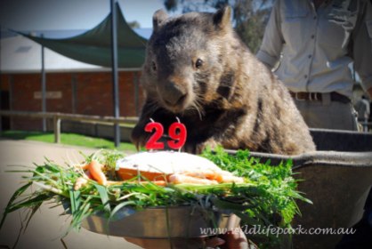 patrick the oldest and largest living wombat (3)