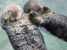 sea_otters_holding_hands